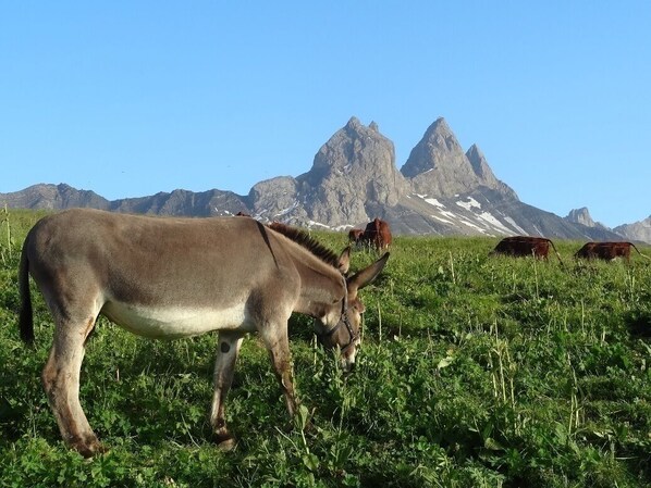A donkey grazing in a field with mountains in the background.