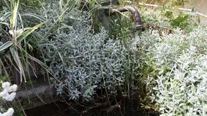 A garden with various plants and a water feature. - LE Glopet - Hauteluce-les-saisies (HAUTELUCE-LES-SAISIES)