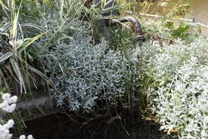 Un jardin agrémenté de diverses plantes et d’un élément décoratif aquatique.