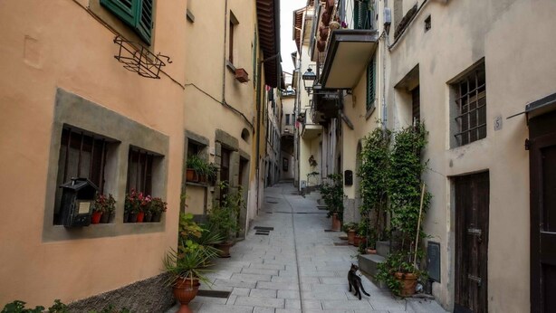 Une ruelle étroite, bordée de bâtiments des deux côtés, avec des plantes en pot et un chat qui se promène sur le chemin.