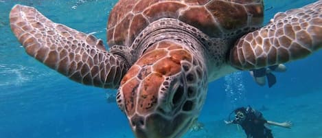 A sea turtle swimming underwater with a diver nearby.