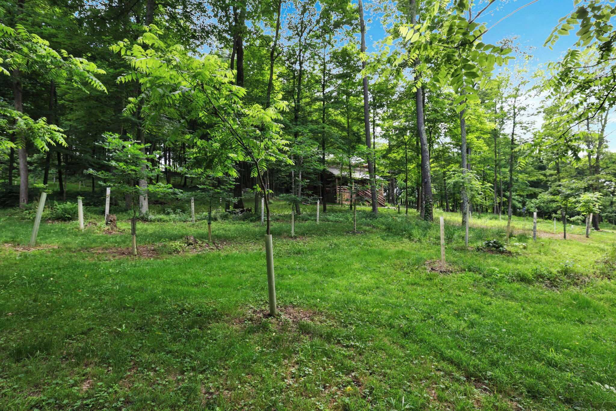 A forested area with young trees and a wooden structure in the background.