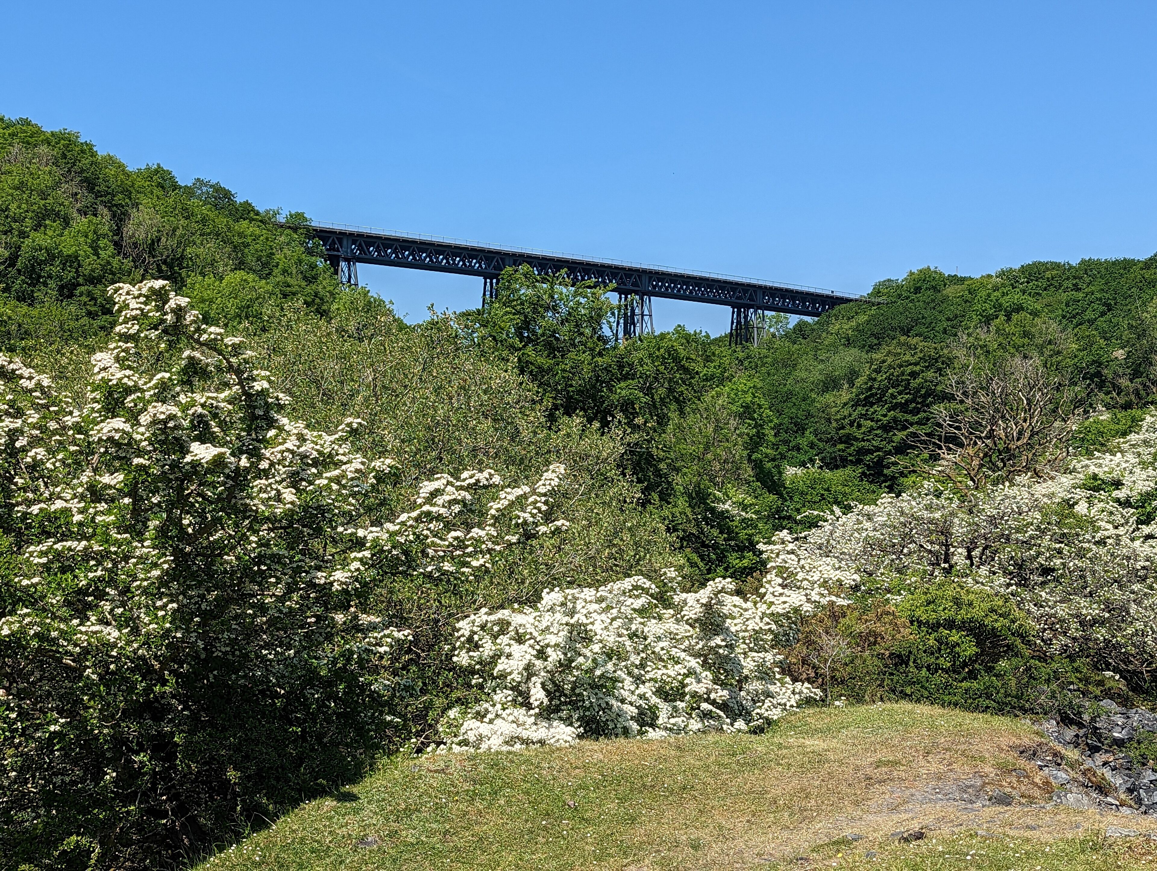 A bridge over a lush green landscape with dense foliage and white flowering bushes.