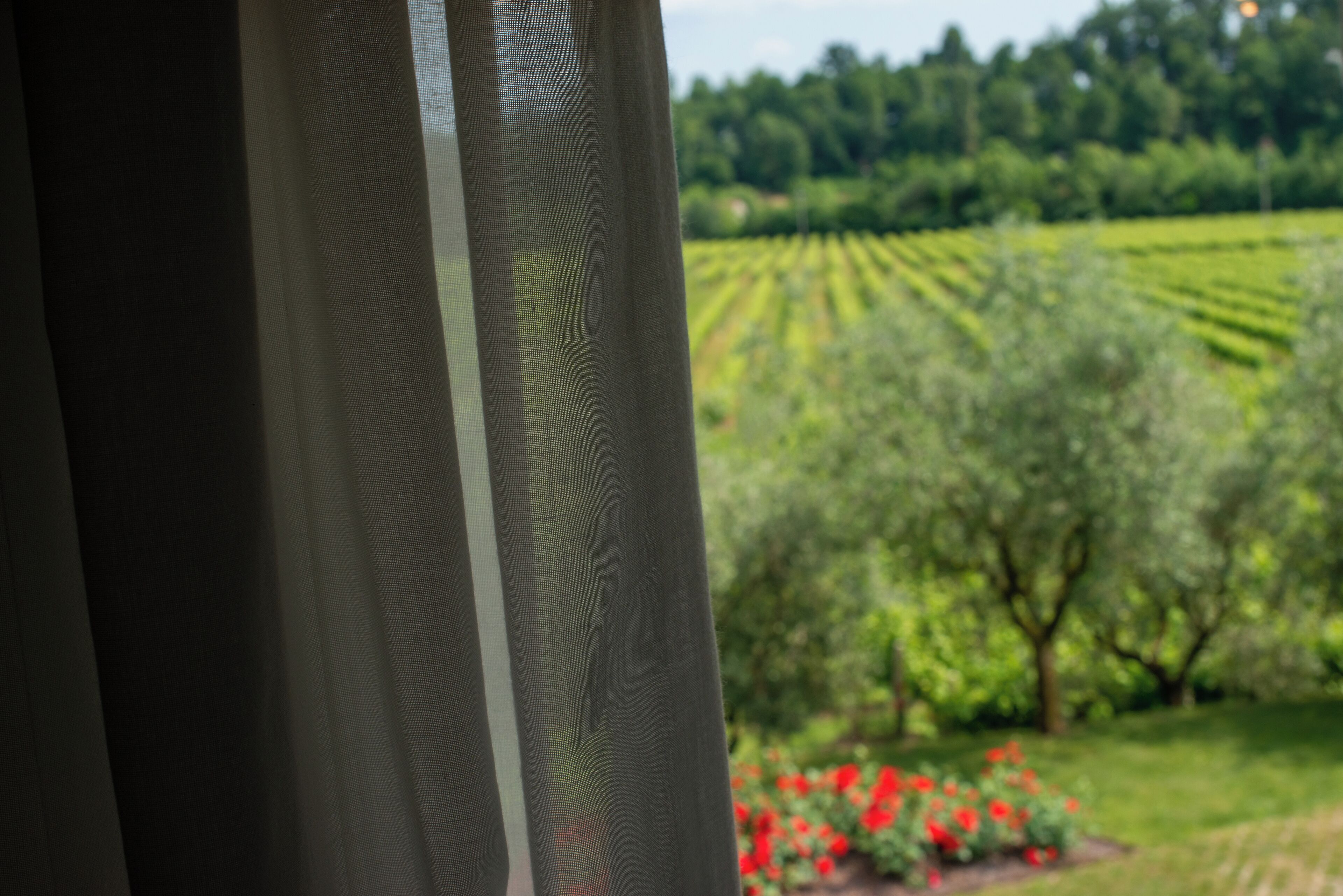 Vista a través de una ventana con cortina translúcida, mostrando un viñedo y un jardín con flores rojas.