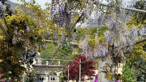 Un chemin menant à un bâtiment doté d’une entrée abritée, entouré de verdure et d’arbres en fleurs.