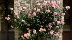 A stone building with a rose bush in front.