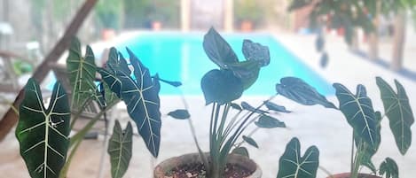 Trois plantes en pot sont posées sur un banc en bois, avec une piscine en arrière-plan.