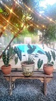 Tres macetas con plantas sobre un banco de madera, con una piscina al fondo.