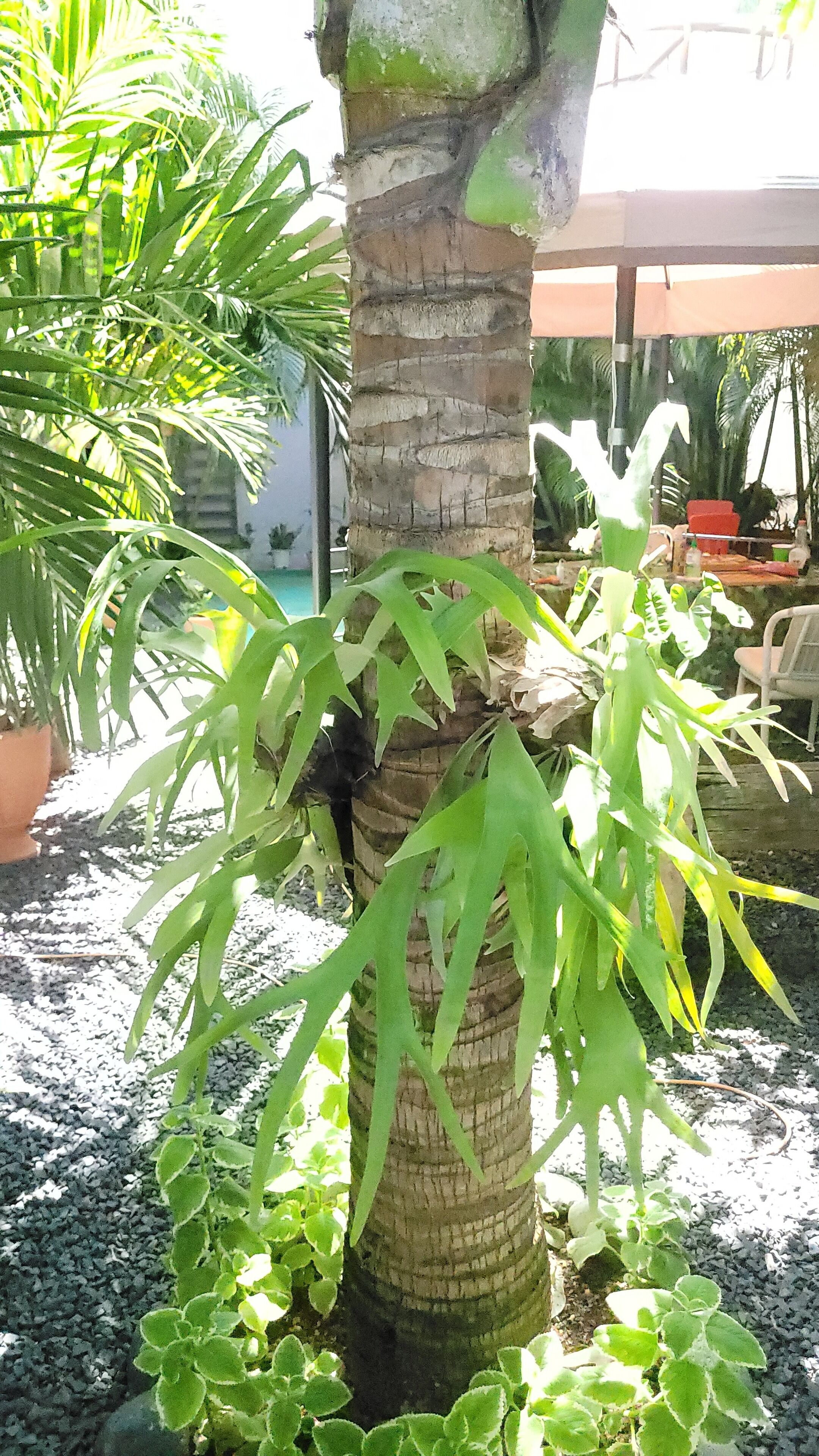 Een palmboom met groene bladeren en een geribbelde stam, omringd door grind en andere planten.