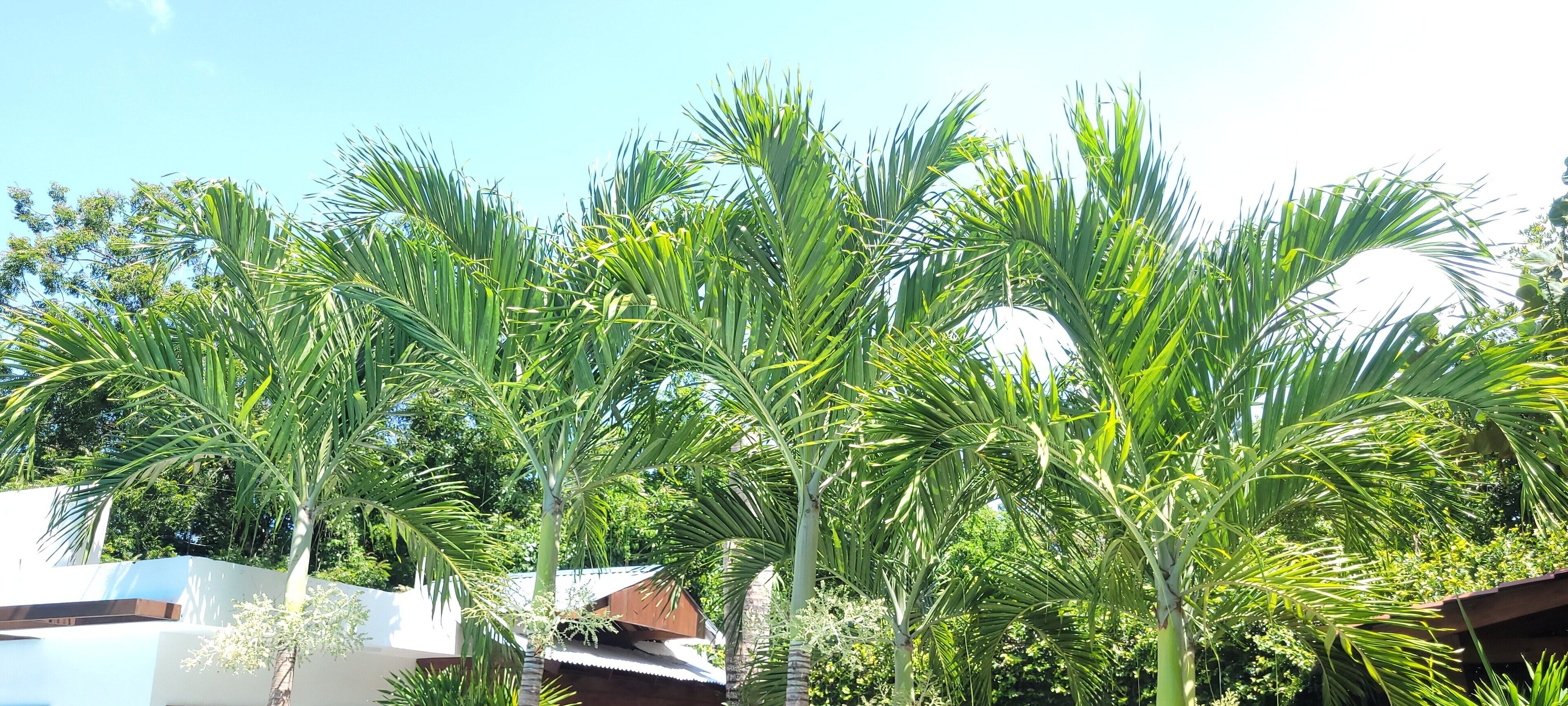 Um jardim tropical com palmeiras e um edifício branco com telhado marrom.