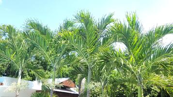 Um jardim tropical com palmeiras e um edifício branco com telhado marrom.