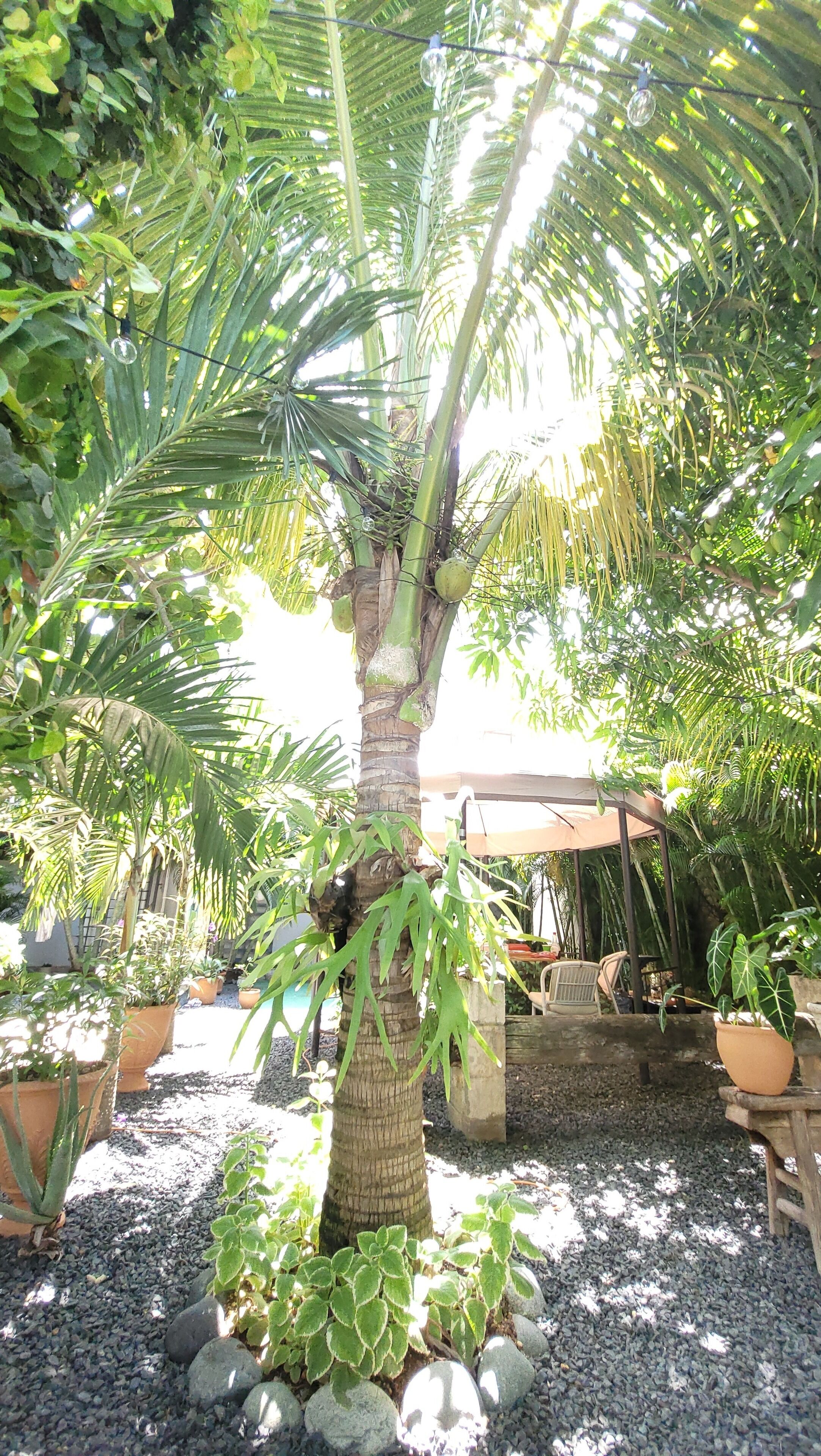 Foto - Green Oasis Hotel