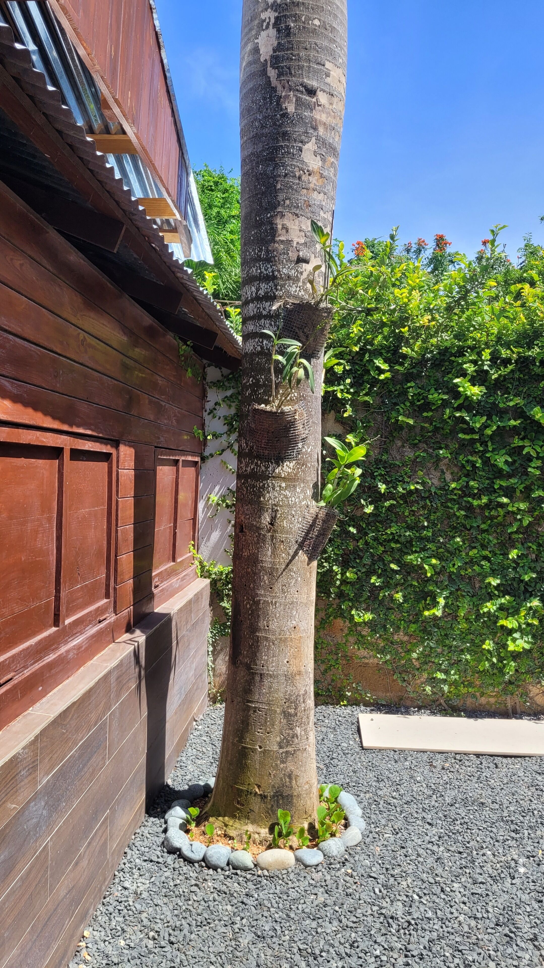 A tree with a protective mesh around its base, a wooden fence, and a gravel path.