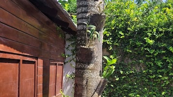 A tree with a protective mesh around its base, a wooden fence, and a gravel path.