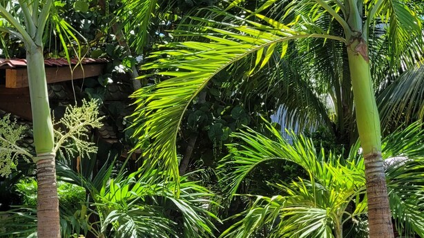 A pathway lined with palm trees and a stone wall in the background. - Green Oasis Hotel (La Romana)