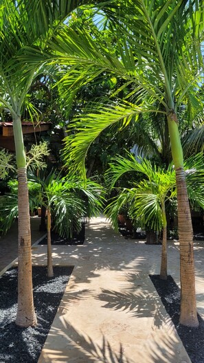 A pathway lined with palm trees and a stone wall in the background. - Green Oasis Hotel (La Romana)
