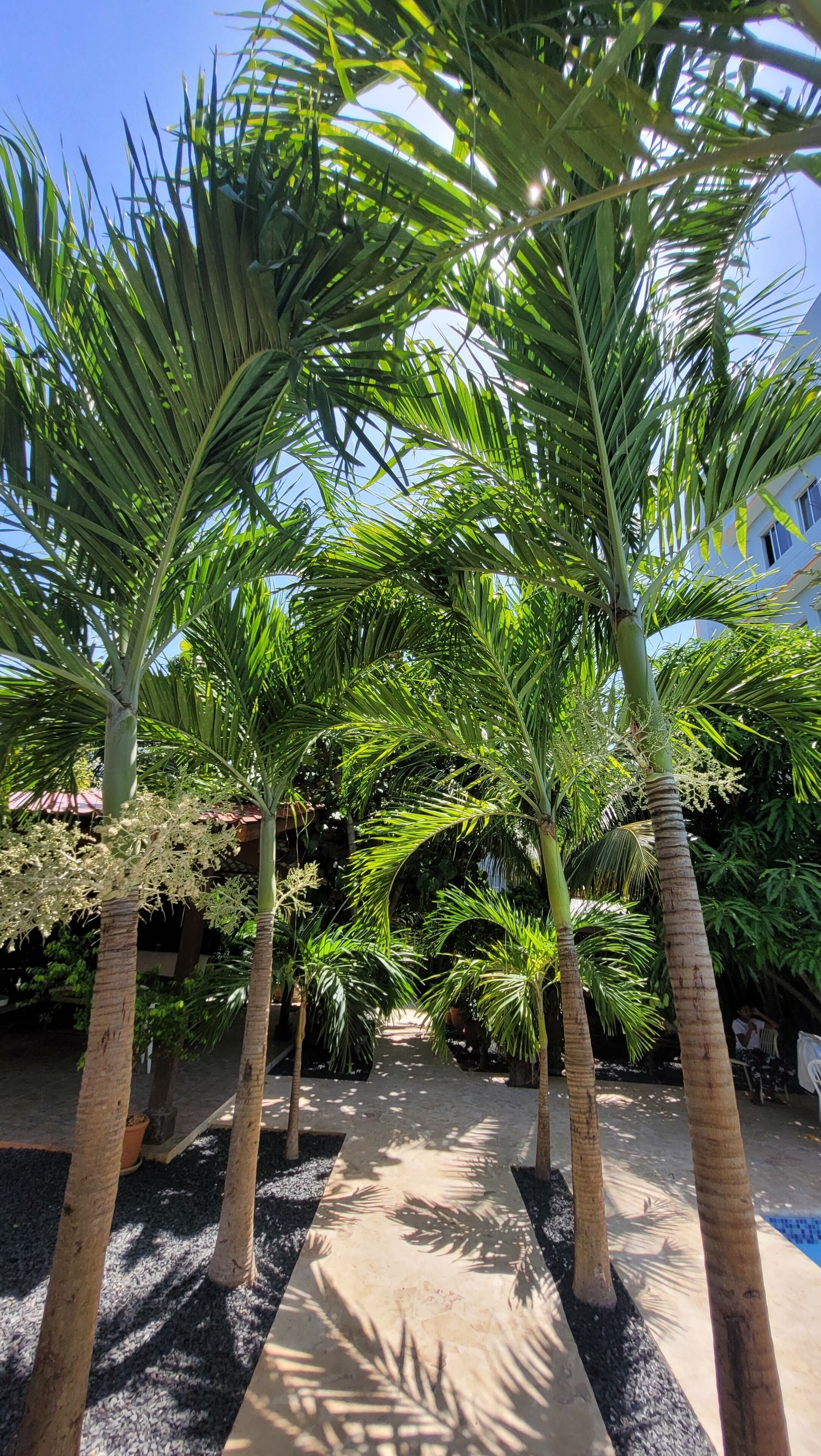 Foto - Green Oasis Hotel