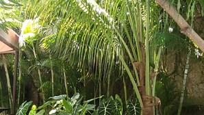 A garden with potted plants on a wooden bench, surrounded by gravel and greenery. - Green Oasis Hotel (La Romana)