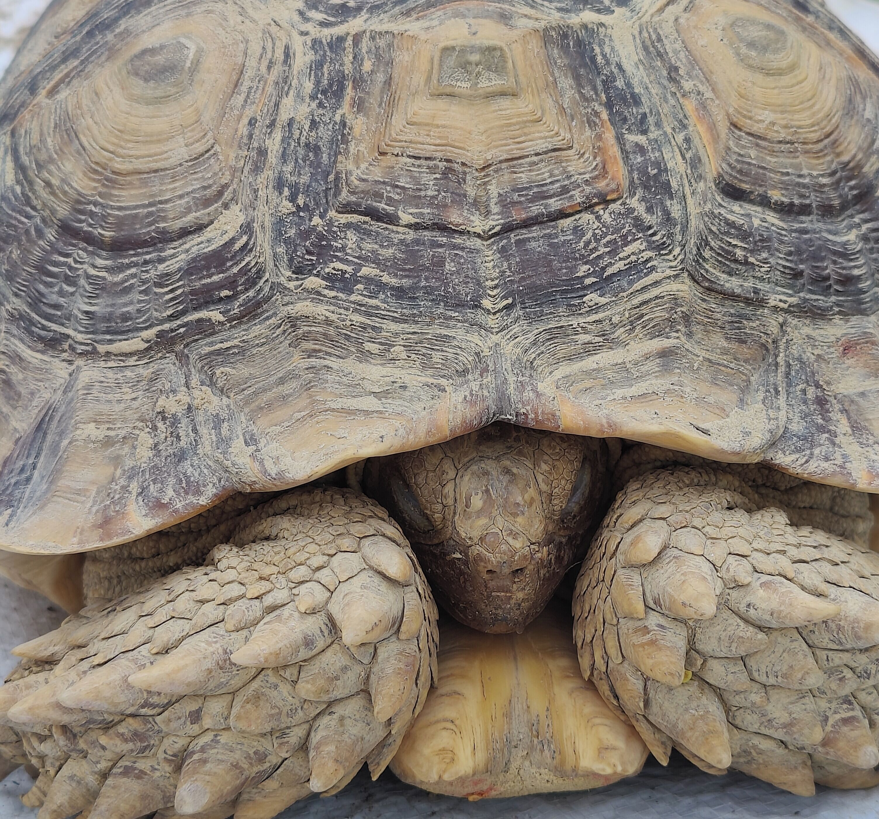 Une tortue dont la carapace et les membres sont rugueux et de grande taille.