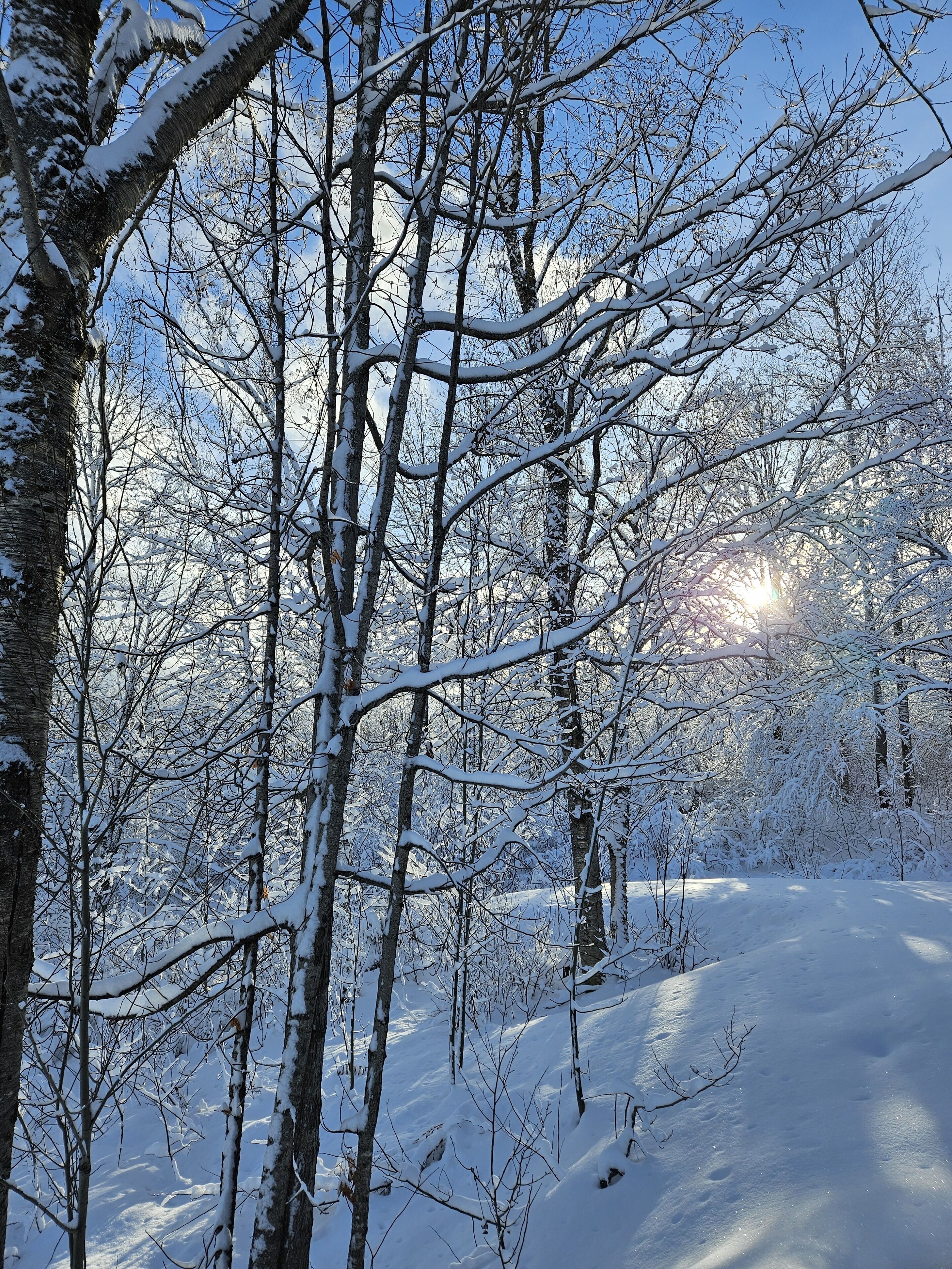Schnee bedeckter Wald mit kahl stehenden Bäumen und blauem Himmel.