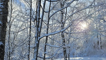 A snowy forest scene with bare trees and a clear sky.