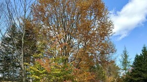 A playground with a slide and climbing structures, surrounded by trees with autumn foliage. - Dome #4 –Nestled in nature (Saint-Gabriel-de-Valcartier)