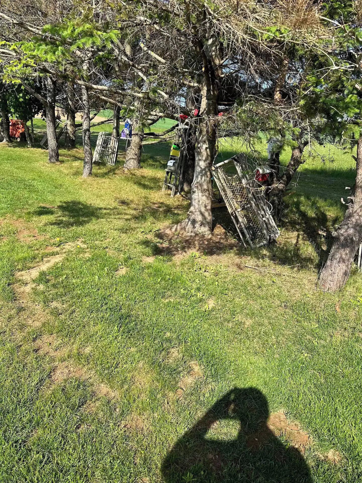 A tree with a wooden structure attached to its trunk, possibly a bird feeder or a decorative piece.