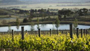 A vineyard with rows of grapevines and a body of water in the background.