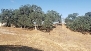 Un campo seco y cubierto de hierba con árboles y un edificio pequeño.