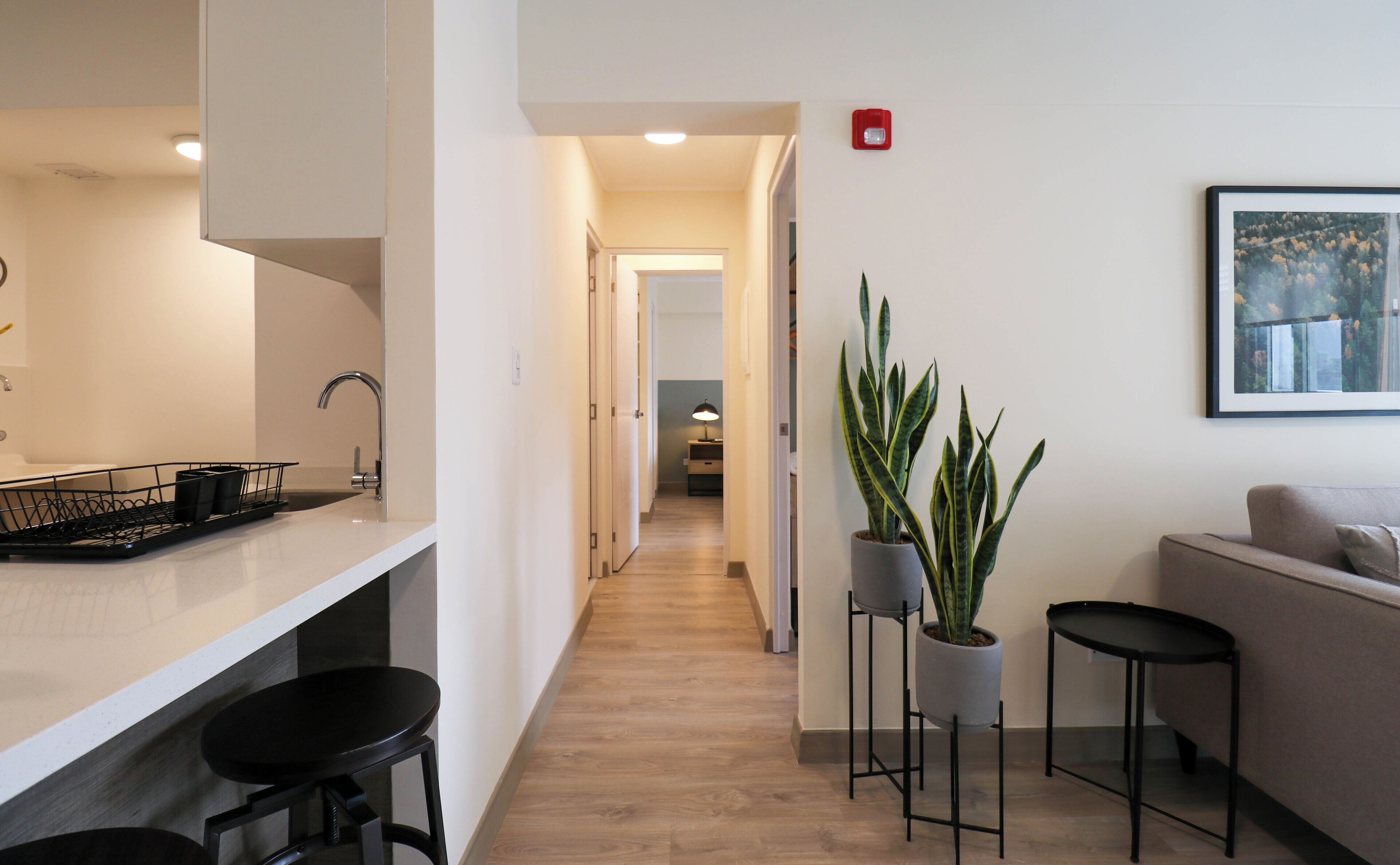 A modern kitchen with a white countertop, black bar stools, and a potted plant.