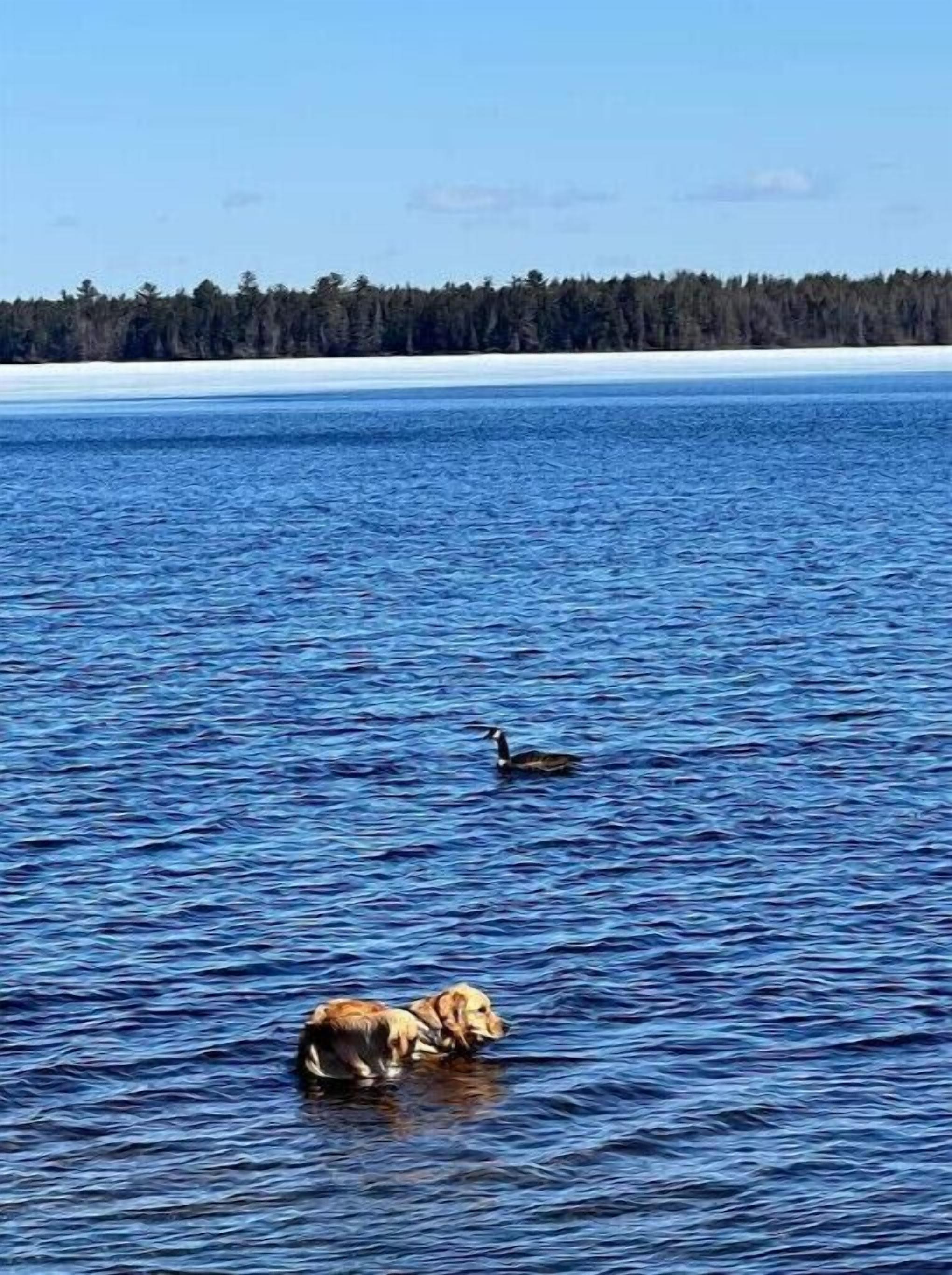 A dog and a duck in a body of water with a forest in the background.