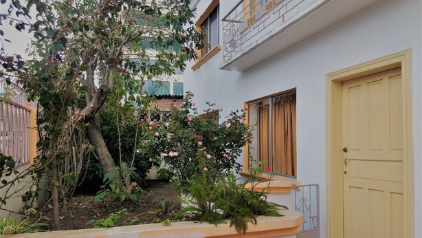 Une cour avec un arbre, une fenêtre avec un rideau et une porte.