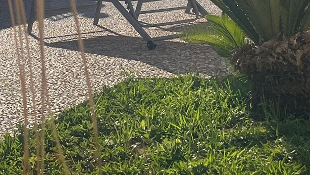 Un espace patio avec une chaise rouge, un palmier et une vue sur la mer.