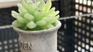 Una planta suculenta en maceta sobre una superficie metálica.