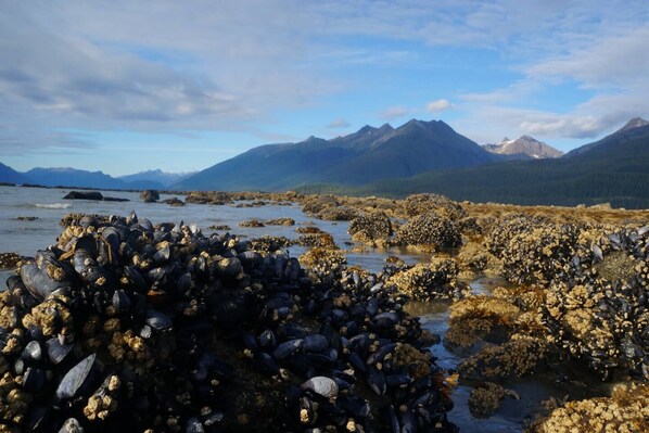 Low tide at Point Bridget State Park - Juneau Oceanfront Home Overlooking Auke Bay (Juneau)