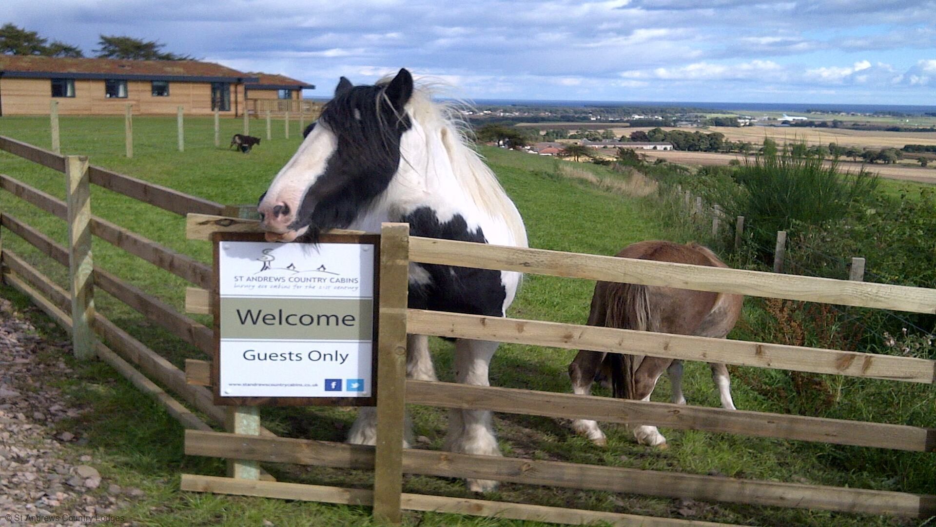 Ein Pferd hinter einem Holzzaun, mit einem Schild, auf dem 'Willkommen nur für Gäste' steht, in den St. Andrews Country Cabins.