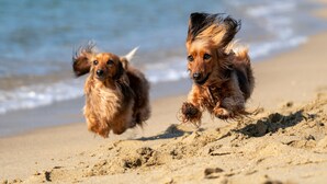 Dos perros corren sobre una playa arenosa, con el océano de fondo.