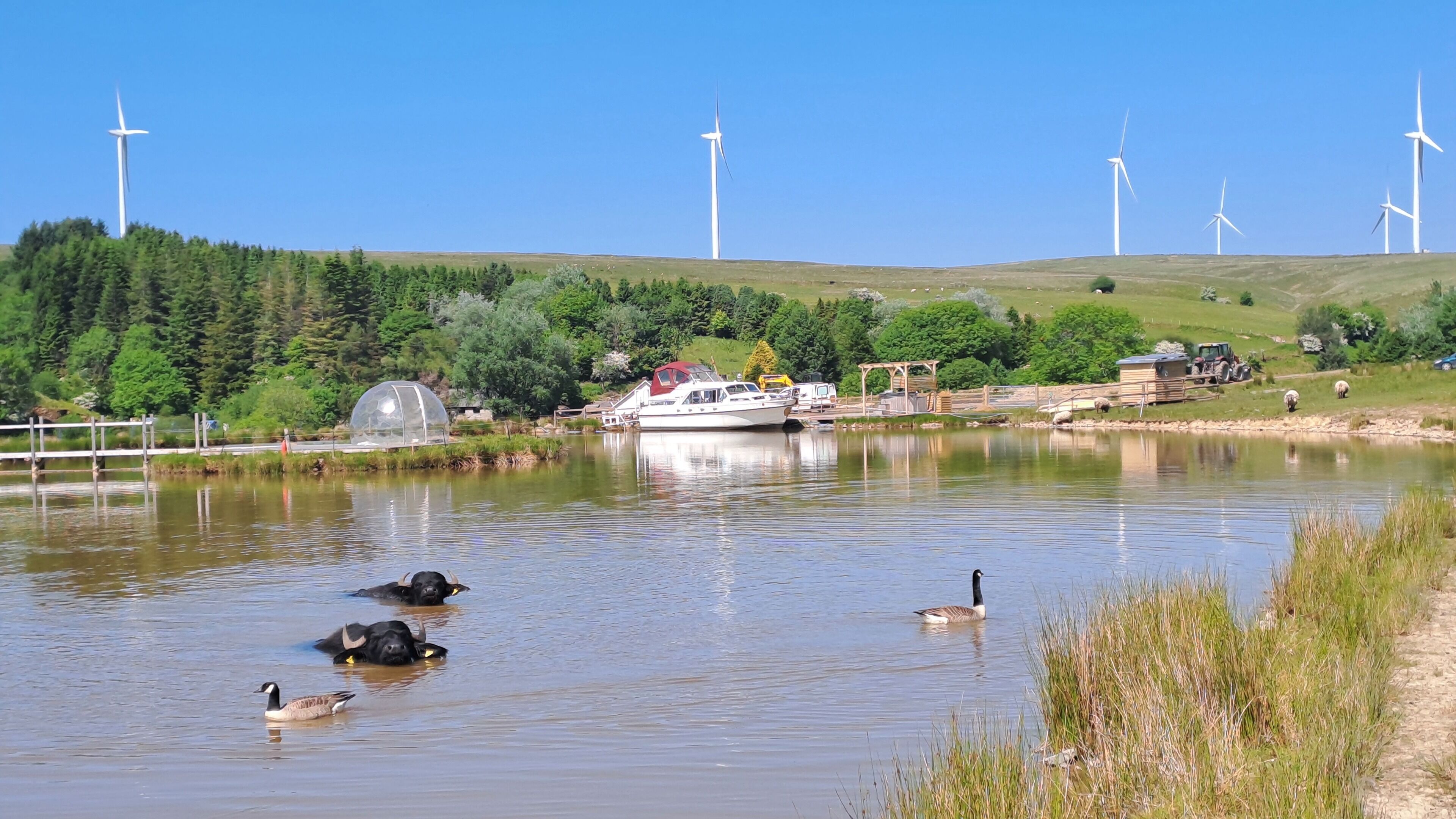 A lake with boats, ducks, and wind turbines in the background.