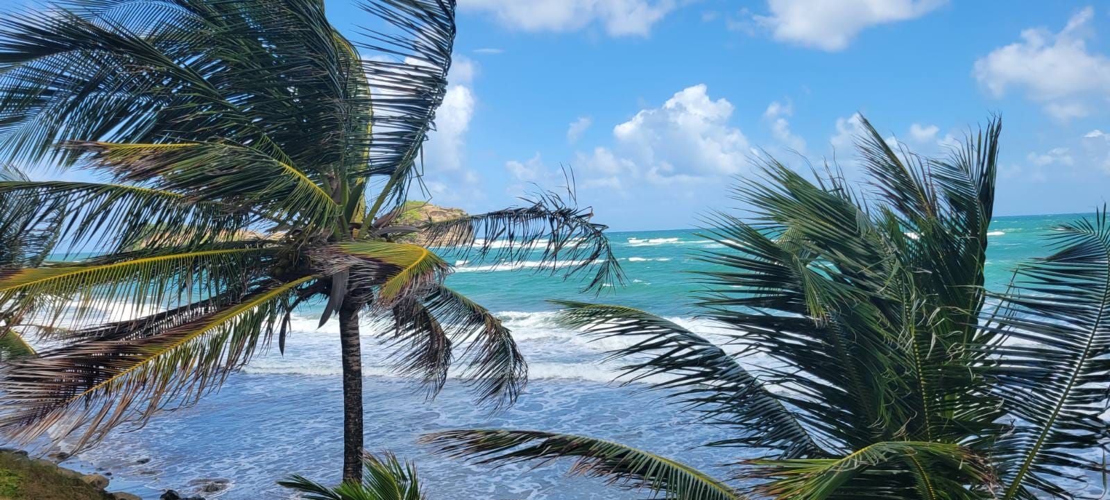 A beach with palm trees and ocean waves.