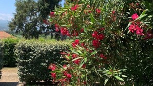 Property grounds - Residence Mare e Sole, T2 Conf (taglio isolaccio)