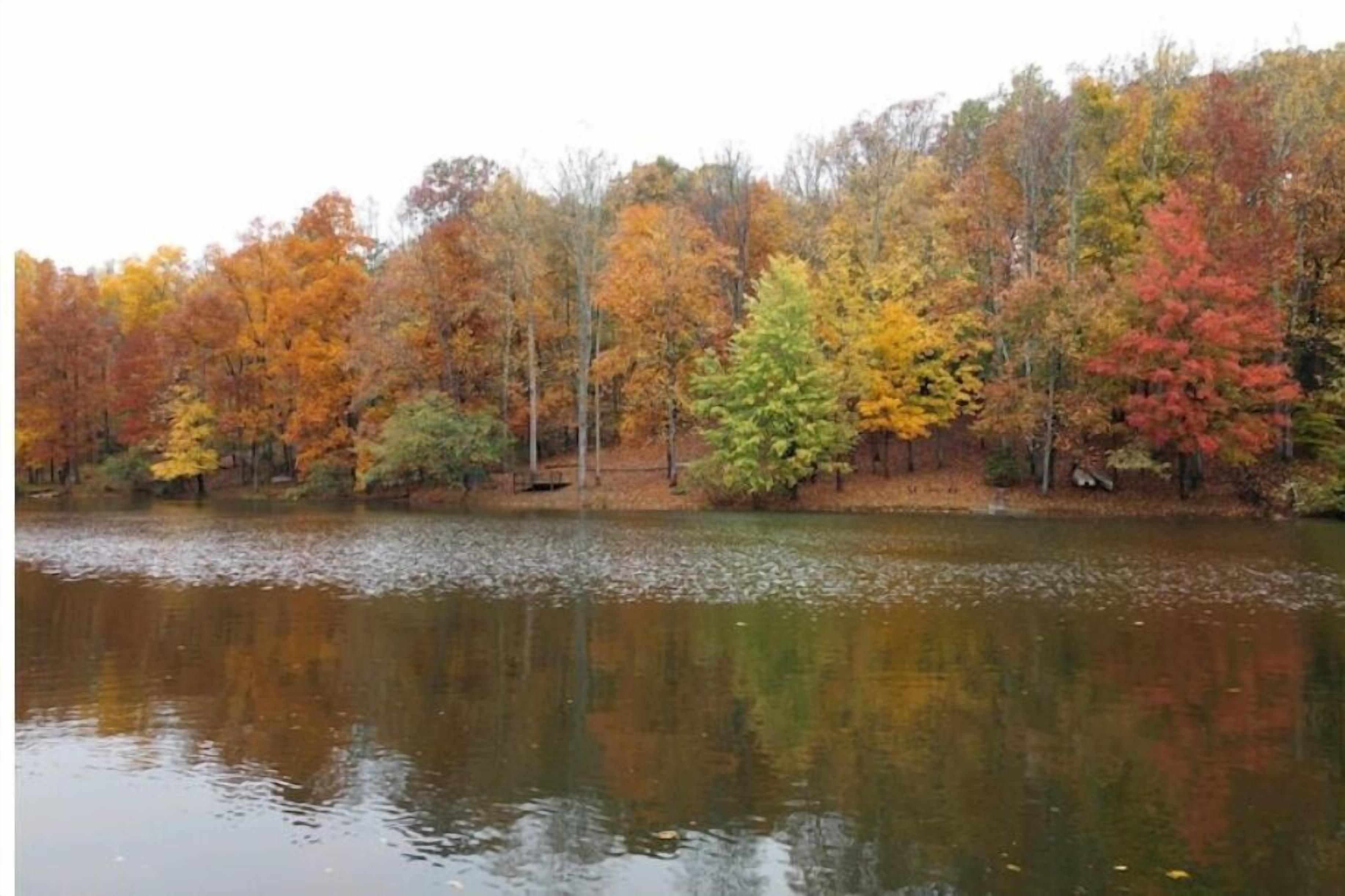 Ein stiller See, umgeben von Bäumen mit Herbstlaub.