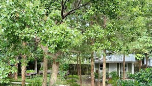 A residential area with a house surrounded by lush greenery and trees. - Grady House Bed & Breakfast (High Springs)