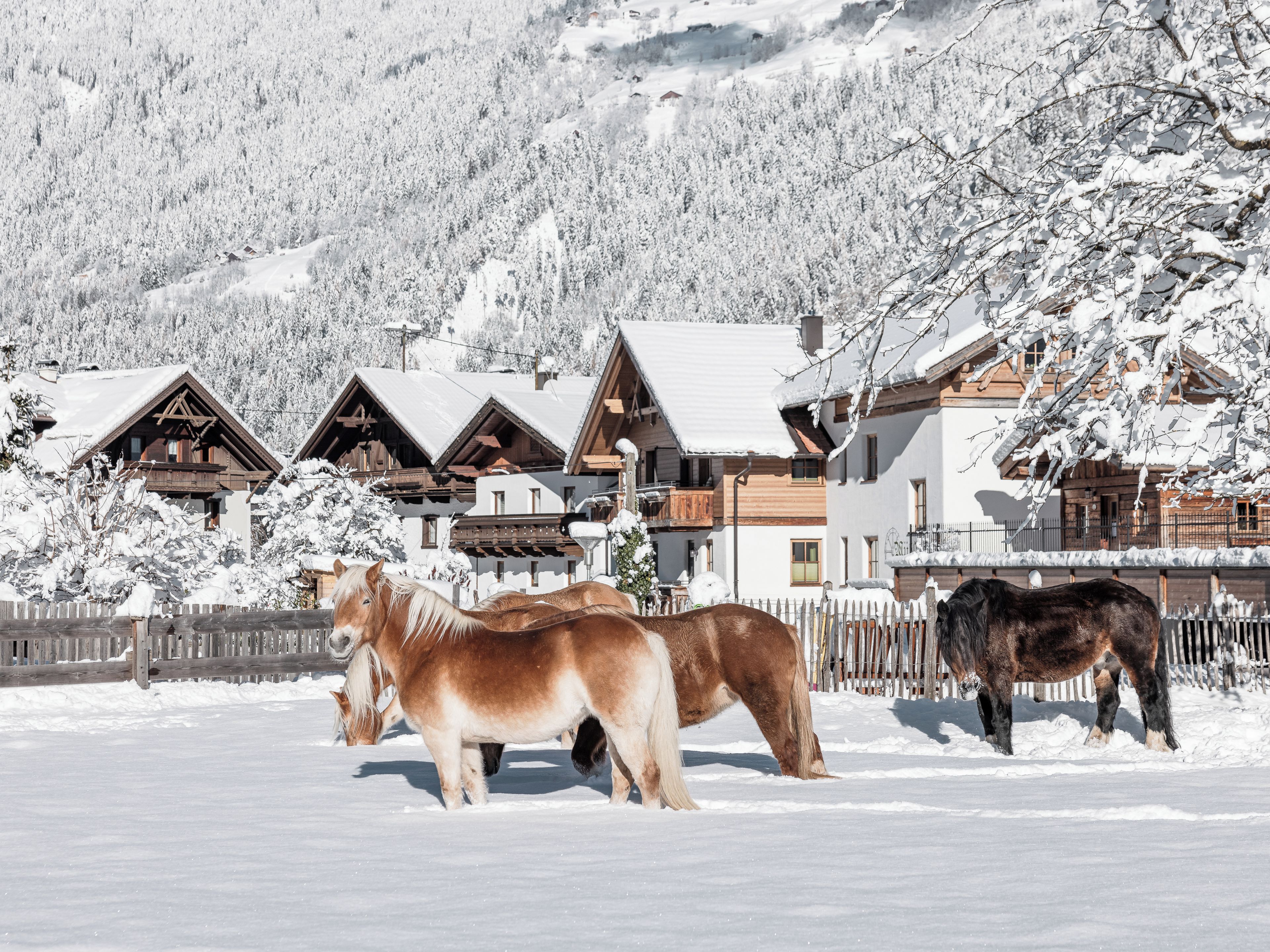 A snow-covered landscape with wooden buildings and horses grazing.