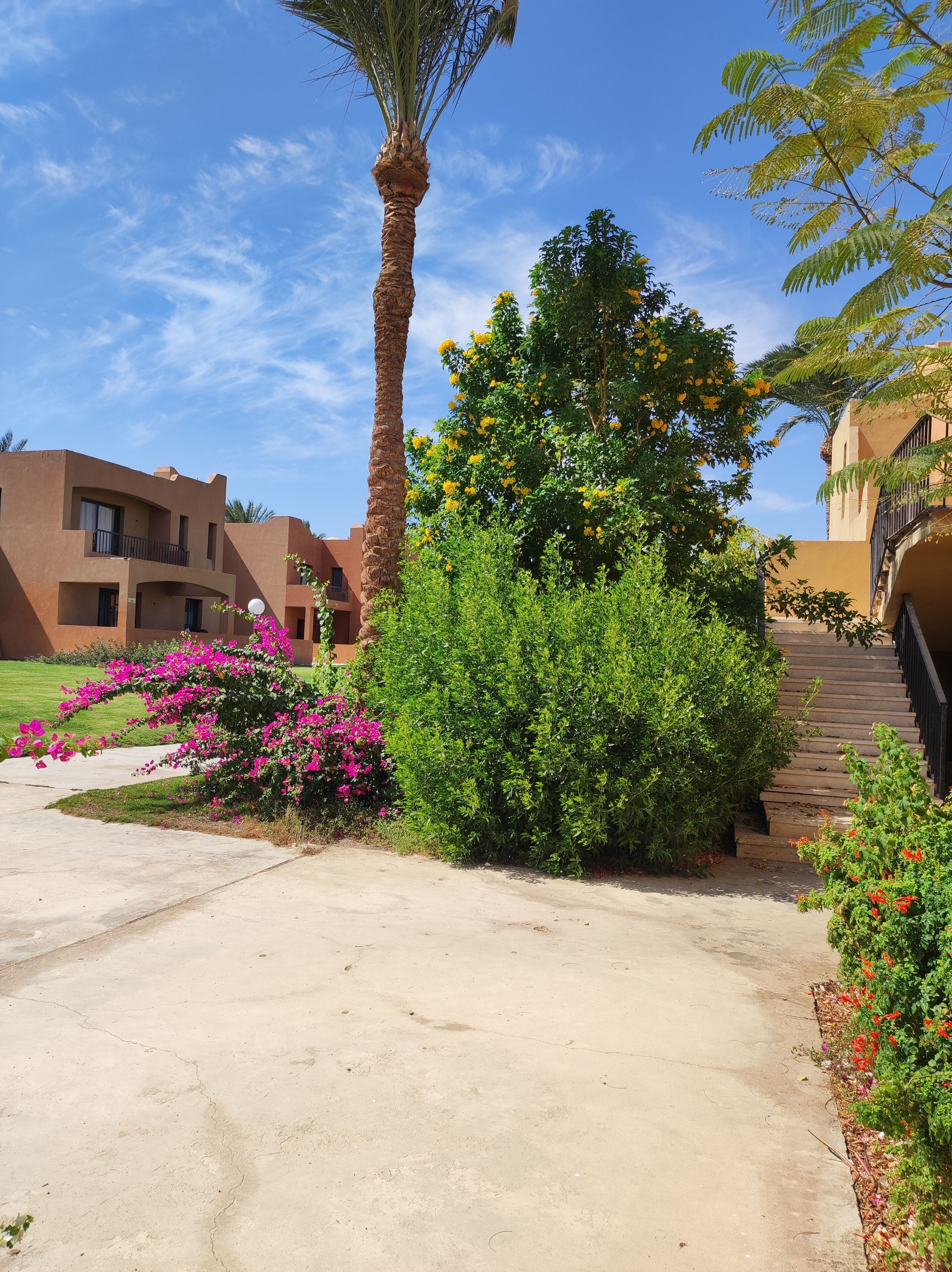 A pathway leading to a building with a palm tree and flowering bushes.