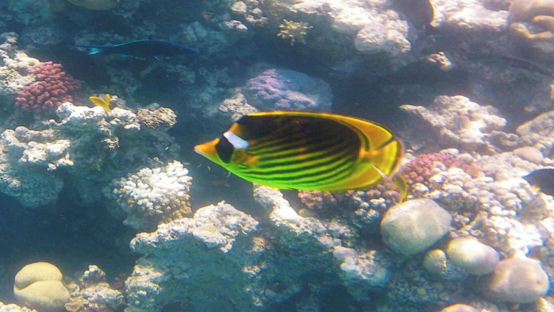 A fish swimming near coral formations.