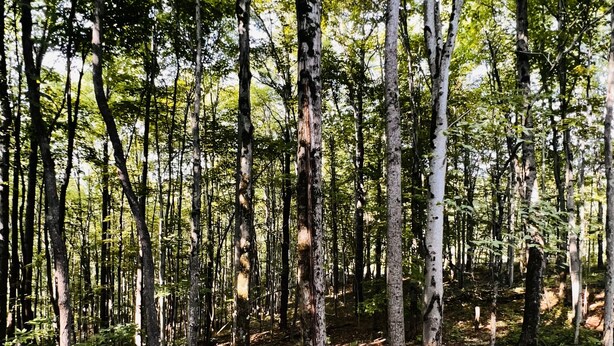 Eine Holzterrasse mit Blick auf einen dichten Wald, hohe Bäume und einen klaren Himmel.