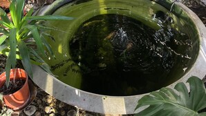 Un petit étang entouré d’une clôture métallique et de plantes en pot.