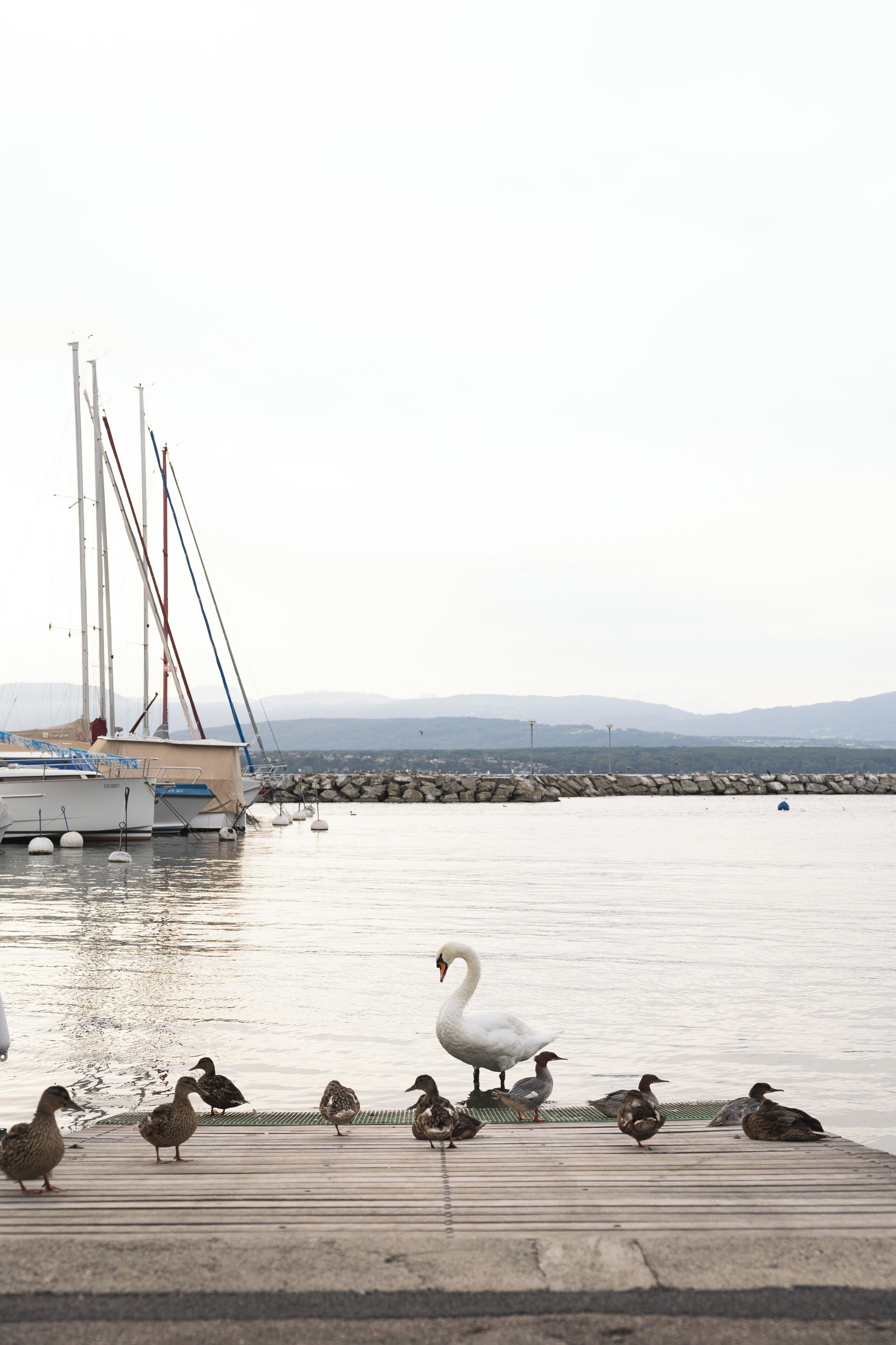 A dock with a rowboat and a swan standing on the pier.