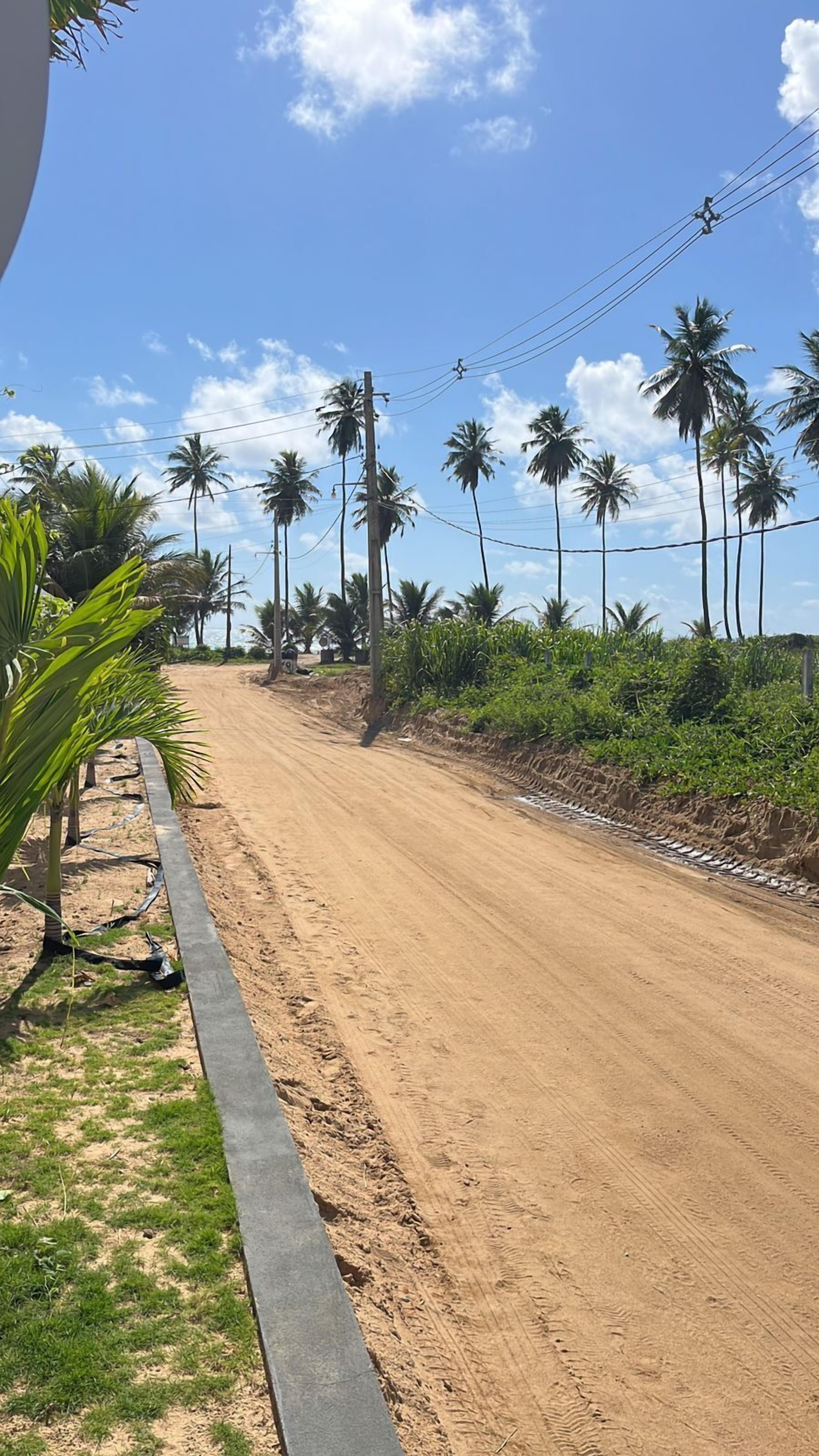 A dirt road with palm trees and power lines.