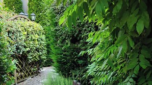 A garden pathway with a wooden fence and stepping stones.